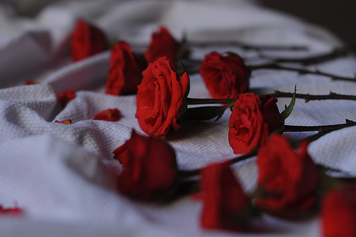 Closeup shot of red roses