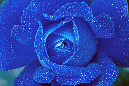 macro photography of blue rose flower with water dew