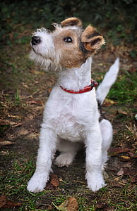 selective focus photography of sitting adult white and tan Parson Russell terrier sits on ground during daytime