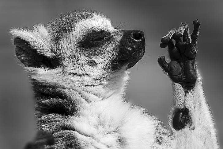 grayscale photo of short-furred animal hand near face