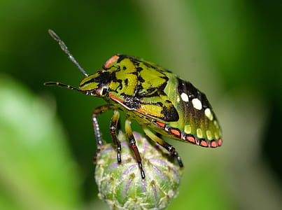 Green and Black Shield Bug