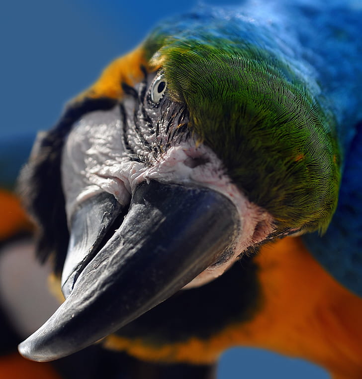 blue and red scarlet macaw