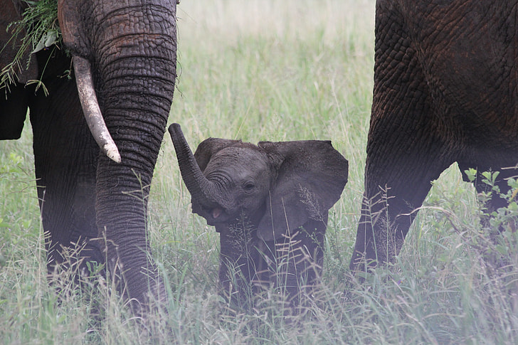 baby elephant in the middle of two adult elephants