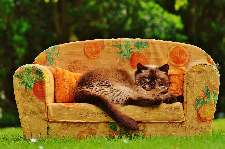 brown and beige cat on brown orange printed sofa on green grass field