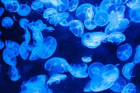 Blue Jelly Fish