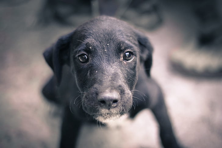 shallow focus photo of short-coated black dog