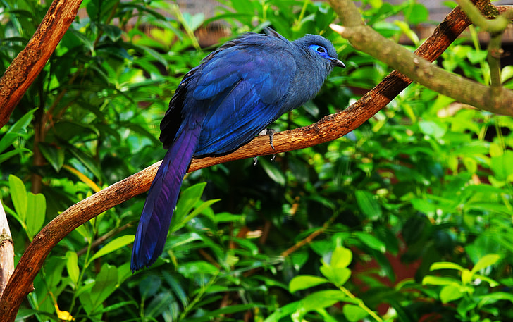 blue bird perch on tree
