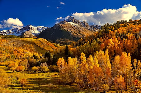 yellow trees and mountains at daytime