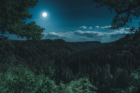 aerial photography of forest during nighttime