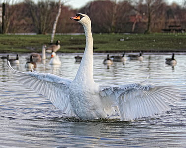 depth of field photography of white goose