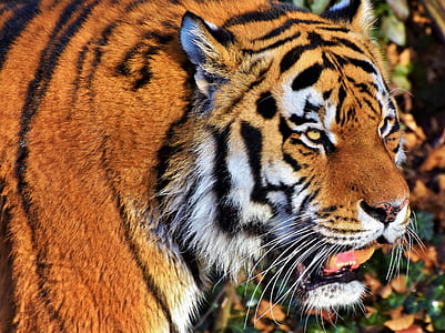 selective focus photography of orange tiger