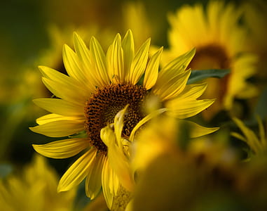 selective focus photography of bloomed yellow sunflower