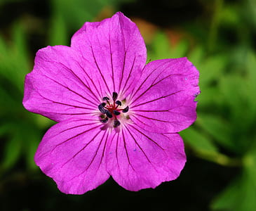 Purple Flower in Close-up Photography