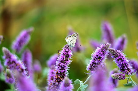 brown butterfly on purple petaled flowers