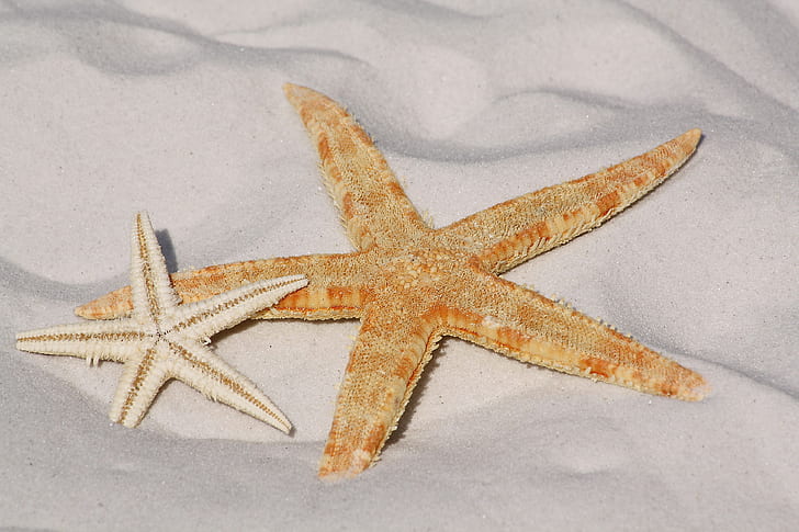 White and Orange Star Fish Side by Side at the Sand