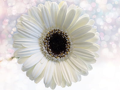 white Gerbera daisy flower in closeup photography