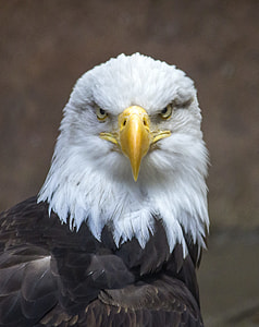 black and white bald eagle