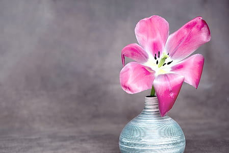 pink lily flower in vase