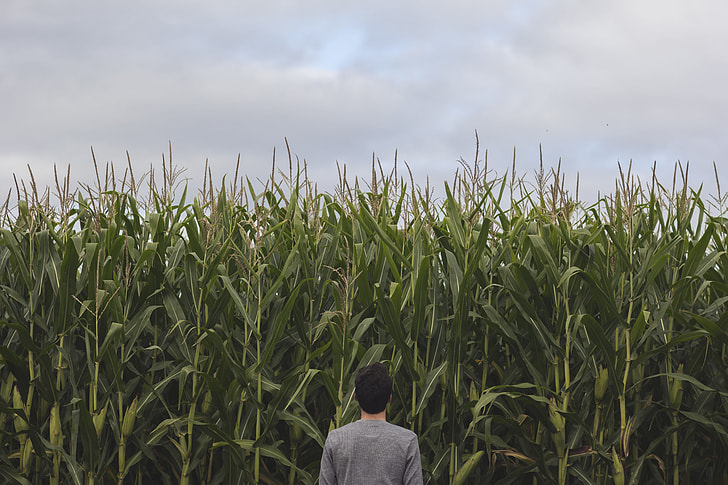 person standing and facing at corn field