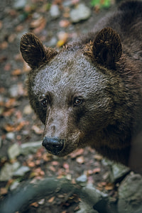 selective focus photography of grizzly bear