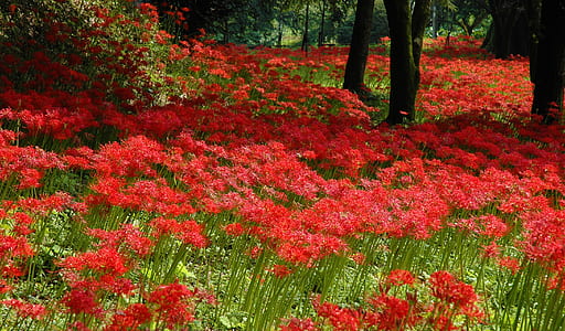shallow focus photography of red flower field