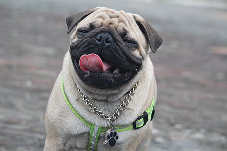 short-coated black and white pug on gray surface