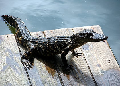 brown alligator on brown wooden board near body of water