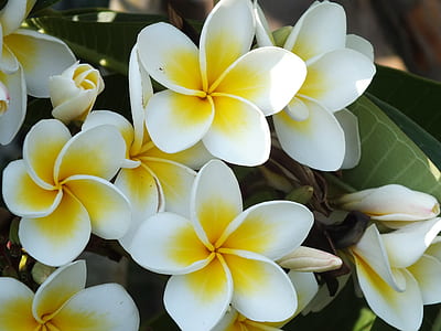 white-and-yellow plumeria flower closeup photo