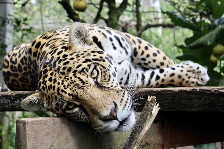 leopard lying on wood log
