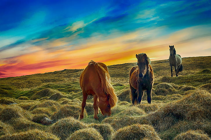 three horse stands on green grass field during sunset