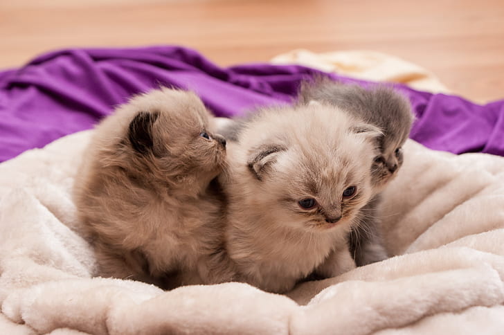 three short-fur beige kittens