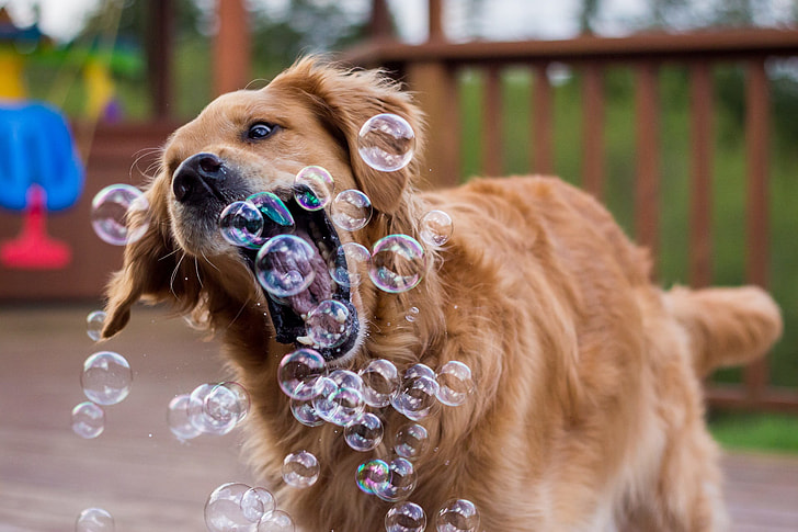 adult golden retriever dog butting soap bubbles