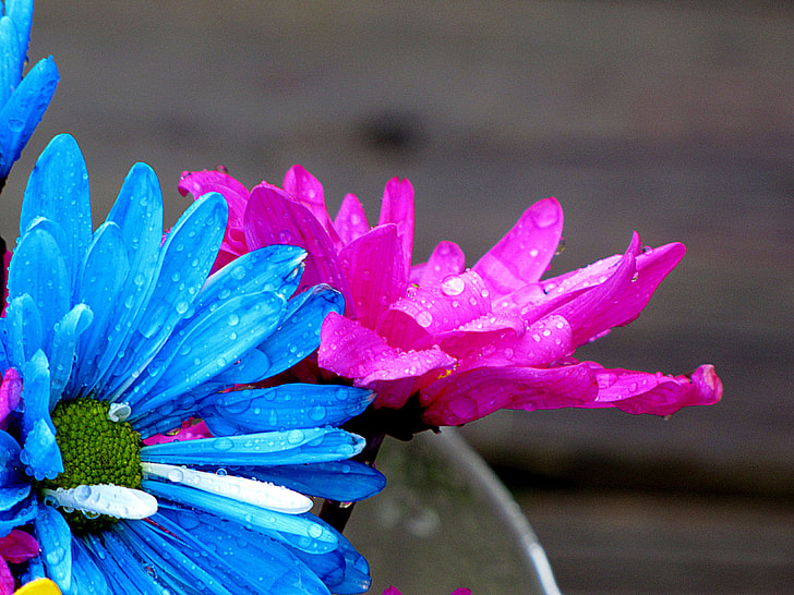 pink and blue flower with water dew