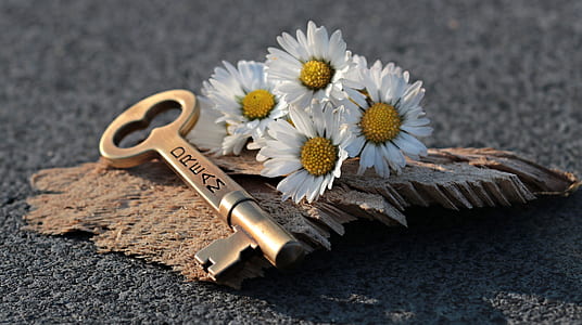 brown dream skeleton key beside four white Daisy flowers