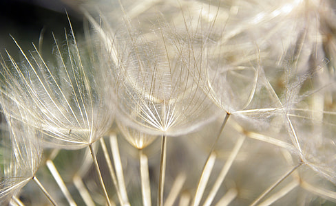 white dandelion at daytime