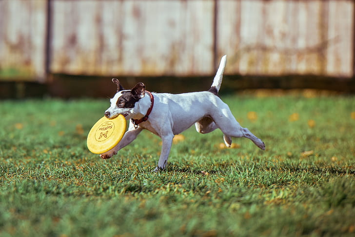 short-coated white and black dog with yellow frisbee disc on mouth