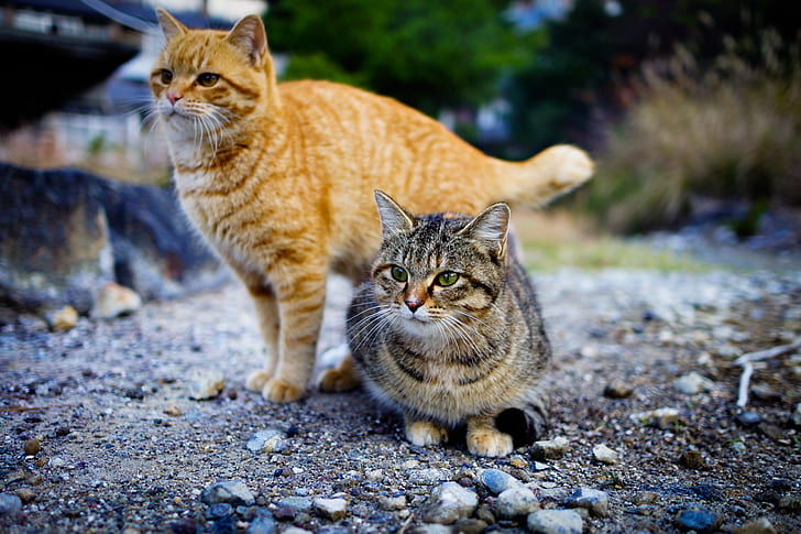 two orange and brown tabby cats