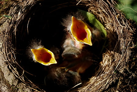 photo of bird nest with birds