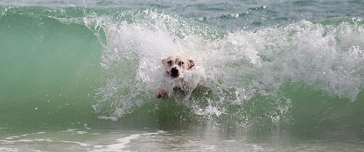 medium short-coated white dog plays on waves during daytime