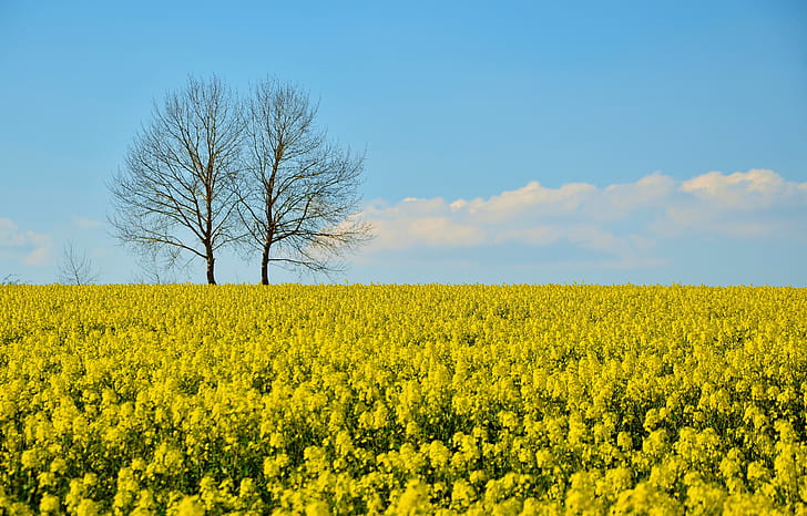 yellow rapeseed flower field at daytime