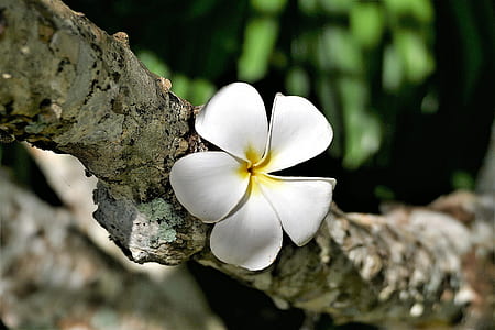white plumeria flowers on branch
