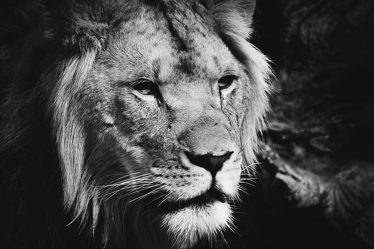 grayscale closeup photo of lion