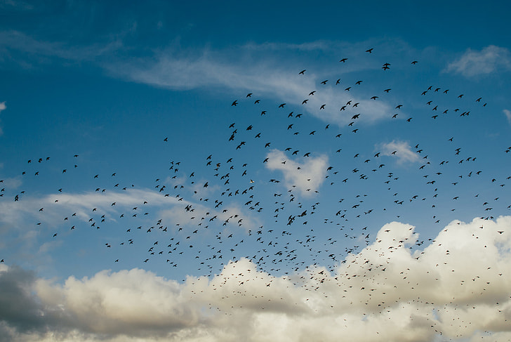 flock of birds flying under blue sky with heavy clouds