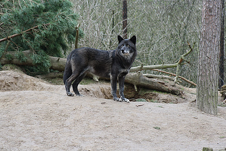 black animal standing near brown tree