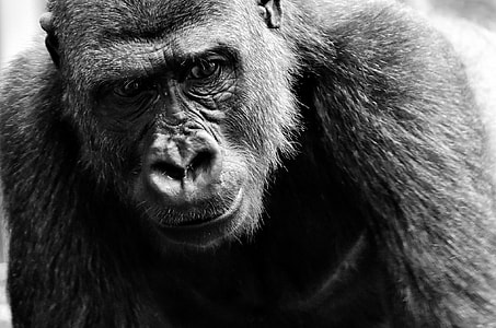 grayscaled photo of gorilla