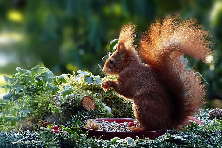 squirrel eating nuts on the plate