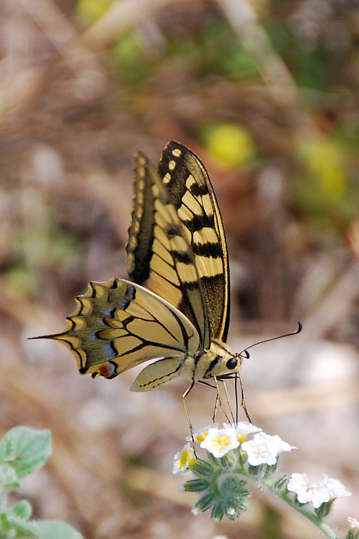 tiger swallowtail butterfly on white cluster flowers