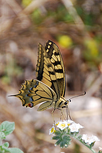 tiger swallowtail butterfly on white cluster flowers