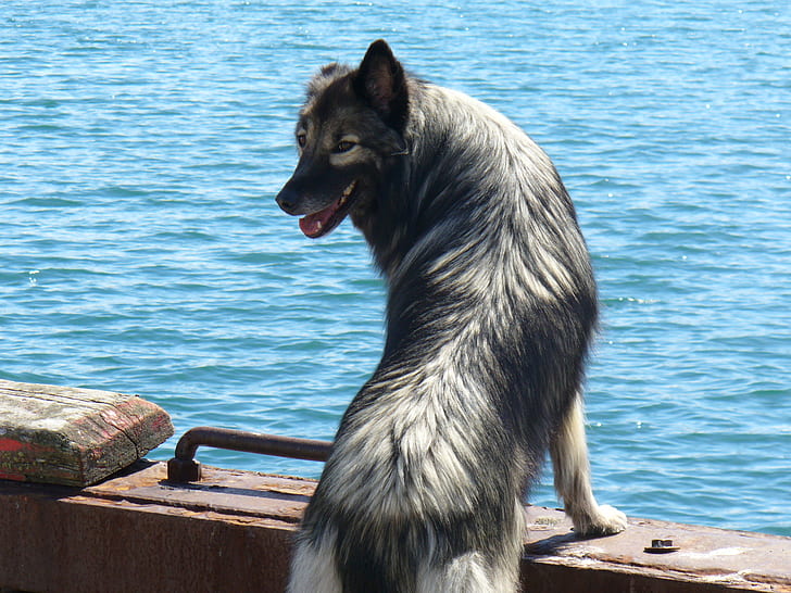 Gray and White Long Coated Dog