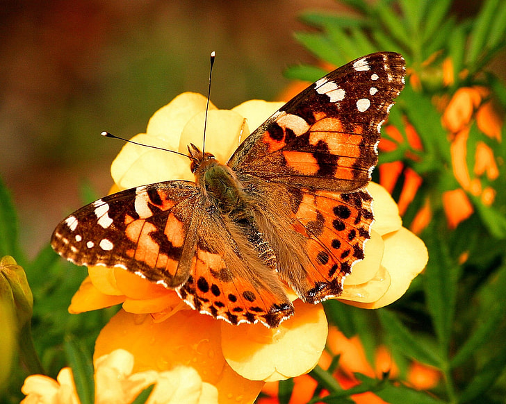 closeup photography of painted lady butterfly perching on yellow flower during daytime